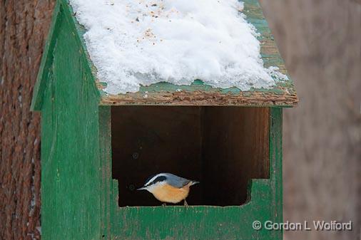 Nuthatch On A Feeder_12625.jpg - Red-breasted Nuthatch (Sitta canadensis) photographed at Ottawa, Ontario - the capital of Canada.